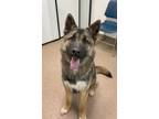 Adopt Jake a German Shepherd Dog / Husky / Mixed dog in Genoa, IL (40838485)