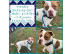 Adopt 2024-03-007 *Stanley* a American Pit Bull Terrier / Mixed dog in Winder