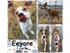 Adopt Eeyore a Tan/Yellow/Fawn American Pit Bull Terrier / Mixed Breed (Medium)