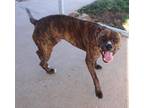 Adopt Roger a Brown/Chocolate American Pit Bull Terrier / Boxer / Mixed dog in