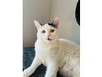 Adopt Charlotte a White (Mostly) Turkish Angora / Mixed (medium coat) cat in