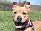 Adopt Katherine a Tan/Yellow/Fawn Mixed Breed (Small) / Mixed Breed (Medium) /