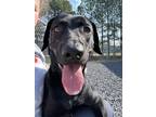 Adopt Diane a Black Retriever (Unknown Type) / Mixed dog in Paducah