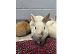 Adopt Snowball - Kitchener a White Dwarf / Mixed (short coat) rabbit in