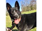 Adopt Marcia a Cattle Dog / Mixed dog in St. Francisville, LA (40886389)