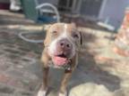 Adopt LALA a Tan/Yellow/Fawn Pit Bull Terrier / Mixed dog in Sun Valley