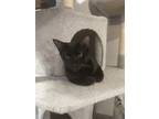 Adopt Aspen a All Black Domestic Shorthair (short coat) cat in Keller