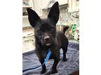 Adopt 160979 a Black Terrier (Unknown Type, Small) / Mixed dog in Bakersfield