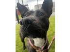 Adopt Amy a Brindle Shepherd (Unknown Type) / Mixed Breed (Medium) / Mixed