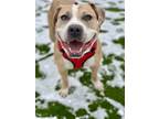 Adopt Galloway a Tan/Yellow/Fawn Mixed Breed (Small) / Mixed Breed (Medium) /