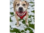 Adopt Galloway a Tan/Yellow/Fawn Mixed Breed (Large) / Mixed dog in Munster