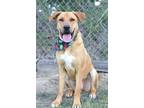 Adopt Dexter - Adoptable a Labrador Retriever / Mixed Breed (Medium) / Mixed dog