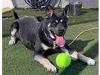 Adopt Dove a Black - with White German Shepherd Dog / Mixed dog in Carlsbad