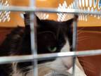 Adopt Stray a All Black Domestic Longhair / Domestic Shorthair / Mixed cat in