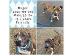 Adopt 2024-03-015 *Ruger* a American Pit Bull Terrier / Mixed dog in Winder