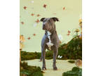 Adopt Rosy a Gray/Blue/Silver/Salt & Pepper American Pit Bull Terrier / Mixed