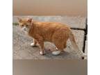 Adopt Binx Guyer a Orange or Red Tabby Domestic Shorthair (short coat) cat in