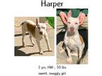 Adopt Harper a Bull Terrier / Mixed dog in Albany, GA (40775546)