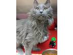 Adopt Gandy a Gray or Blue Domestic Longhair / Domestic Shorthair / Mixed cat in