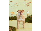 Adopt Max a Brindle American Pit Bull Terrier / Mixed Breed (Medium) / Mixed