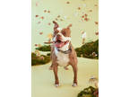 Adopt Chimkin a Brown/Chocolate American Pit Bull Terrier / Boston Terrier /