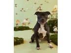 Adopt Pudgey a Black American Pit Bull Terrier / Mixed Breed (Medium) / Mixed