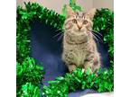 Adopt William a Brown Tabby Domestic Shorthair / Mixed Breed (Medium) / Mixed