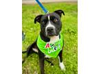 Adopt Susie a American Pit Bull Terrier / Mixed Breed (Medium) / Mixed dog in