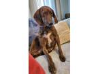 Adopt Melillah a Mountain Cur / Plott Hound / Mixed dog in El Dorado