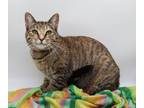 Adopt Cady II a Brown or Chocolate (Mostly) Domestic Shorthair / Mixed cat in