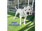 Adopt Chief a White American Pit Bull Terrier / Mixed dog in Wilkes Barre