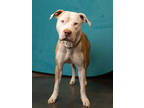 Adopt Codi a White American Pit Bull Terrier / Mixed dog in Atlanta