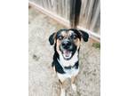 Adopt Jack a Black Shepherd (Unknown Type) / Mixed dog in El Reno, OK (40599433)