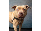 Adopt Mojave a Brown/Chocolate American Pit Bull Terrier / Mixed Breed (Medium)