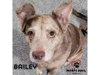 Adopt Bailey (Courtesy Post) a Brindle Catahoula Leopard Dog dog in Council