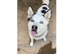 Adopt Resa a White - with Black Siberian Husky / Mixed dog in Roswell