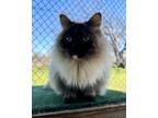 Adopt Marple a Brown or Chocolate Himalayan / Domestic Shorthair / Mixed cat in