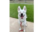 Adopt Ernie $100 fee ALL DOGS a White Siberian Husky / Mixed dog in Roswell