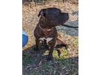 Adopt Pacino a Brindle Staffordshire Bull Terrier dog in Wendell, NC (40278233)