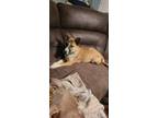 Adopt Sissie a German Shepherd Dog dog in Sealy, TX (39581222)