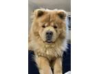 Adopt Saski a Red/Golden/Orange/Chestnut Chow Chow / Mixed dog in Prescott