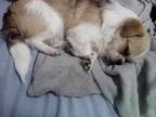 Adopt Sebastian a Tricolor (Tan/Brown & Black & White) Jack Russell Terrier /