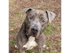 Adopt Woody- IN FOSTER a Gray/Blue/Silver/Salt & Pepper Mixed Breed (Large) /