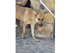 Adopt Frodo a Tan/Yellow/Fawn German Shepherd Dog / Mixed dog in Riverview
