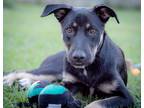 Adopt Noah a Black - with Tan, Yellow or Fawn German Shepherd Dog / Mixed dog in