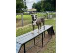 Adopt Gimmie a American Staffordshire Terrier / Mixed dog in Ocala