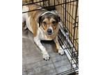 Adopt Midge a Tricolor (Tan/Brown & Black & White) Beagle / Mixed dog in