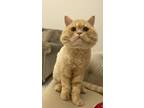 Adopt Suho a Persian cat in Annapolis, MD (40978402)
