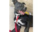 Adopt Jet a White American Pit Bull Terrier / Labrador Retriever / Mixed dog in