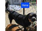 Adopt Xena a Pomeranian / Cattle Dog / Mixed dog in Rancho Cucamonga